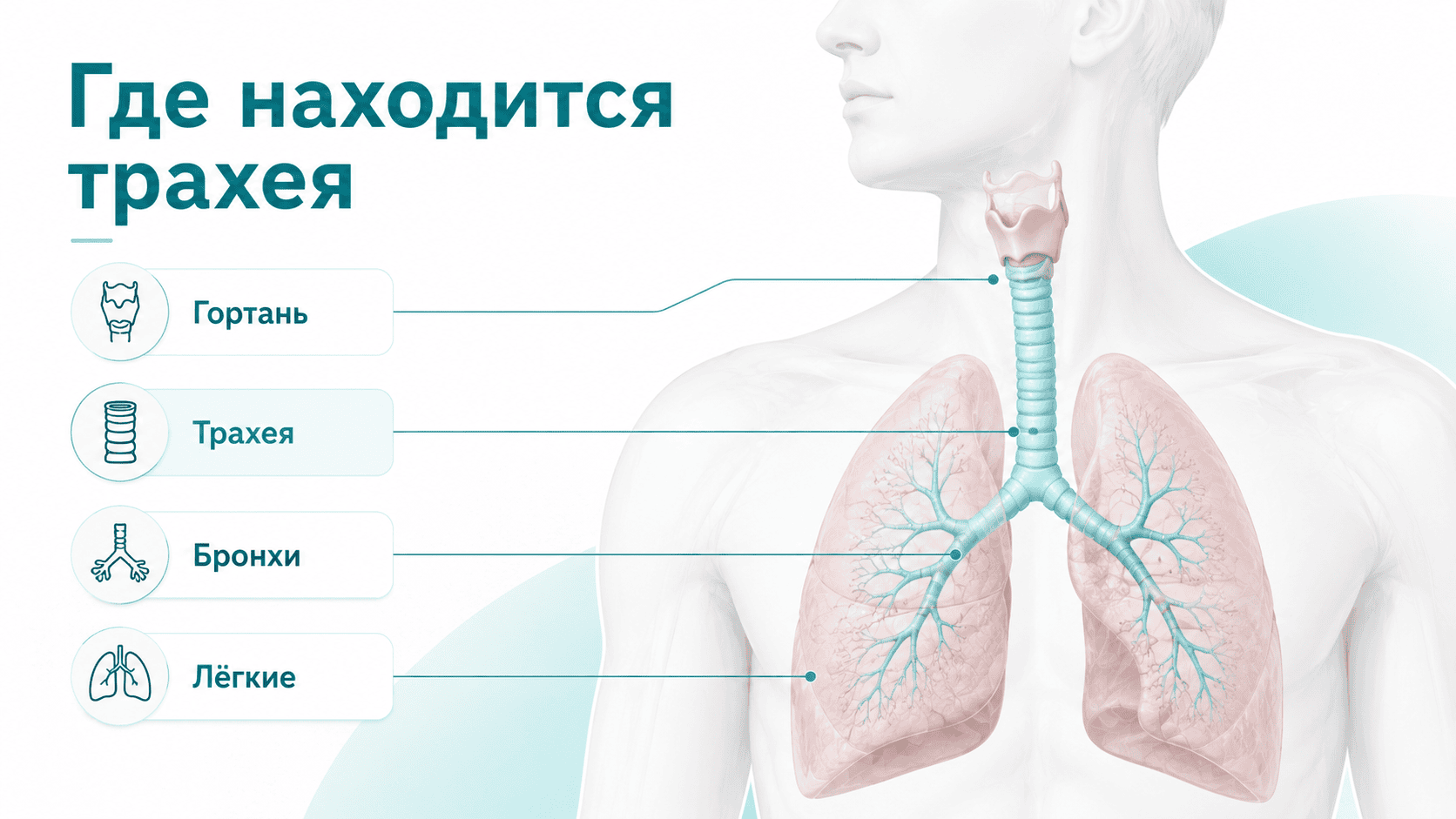 "трахея